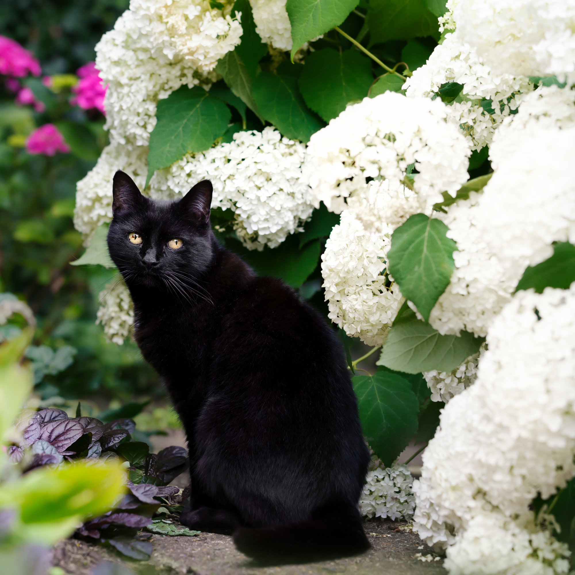 Black cat and white hydrangea