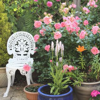 potted rose garden with white vintage garden chair