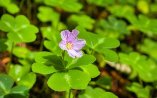 Redwood sorrel