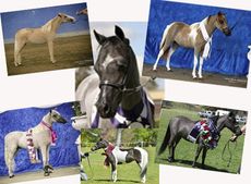 dead-horses.jpg