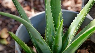 picture of aloe vera plant in pot