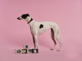 Radley's Dogs Trust charity collection