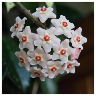 A close-up of a white hoya carnosa flower