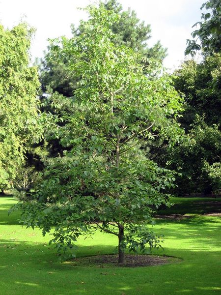 Tall Pumpkin Ash Tree