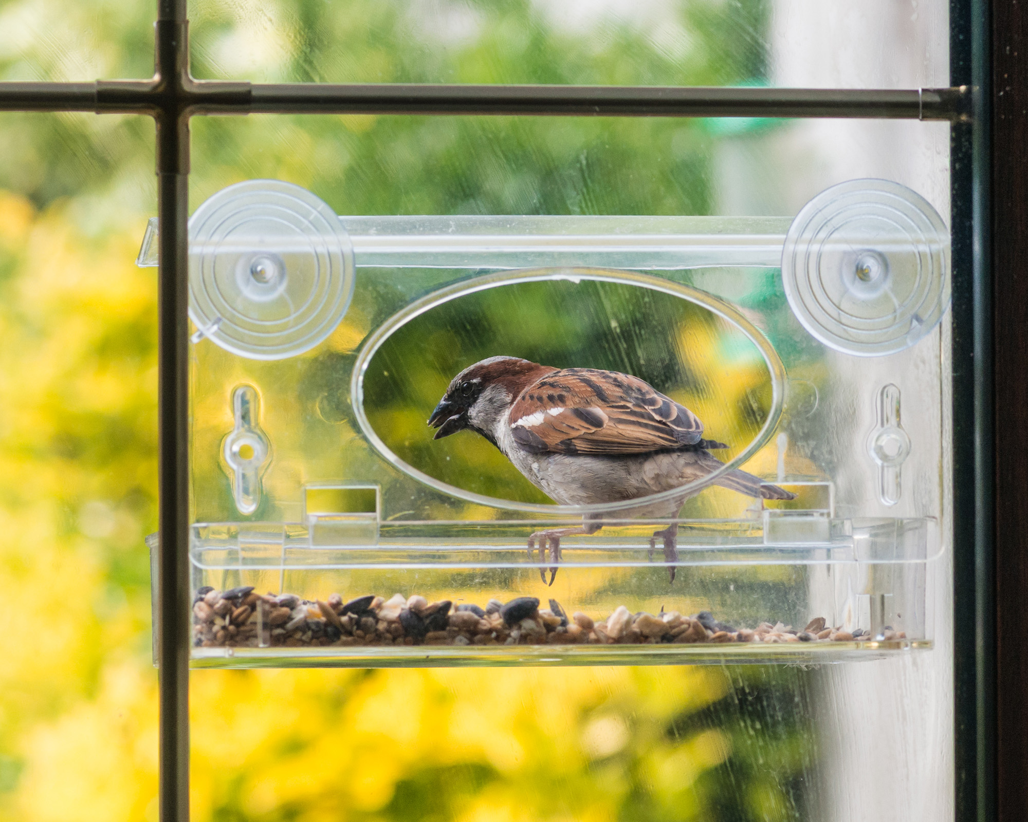 A house sparrow feeds from a window feeder.