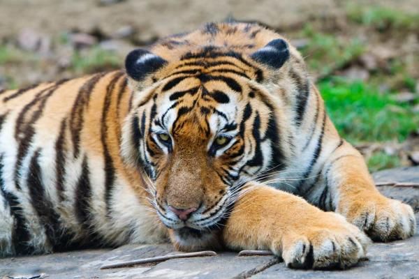 Iconic Cats: All 9 Subspecies of Tigers | Live Science