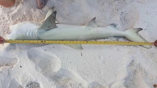 Young lemon sharks are common in the lagoons of the Maldives.