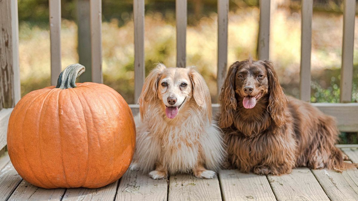 32 surprising things dogs can eat besides dog food PetsRadar