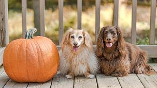 Two dachshunds with a pumpkin