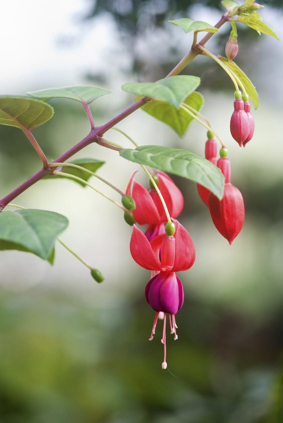 Fuchsia Plant