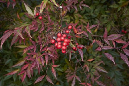 nandina