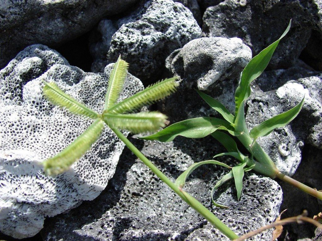 Green Crowsfoot Grass Weed