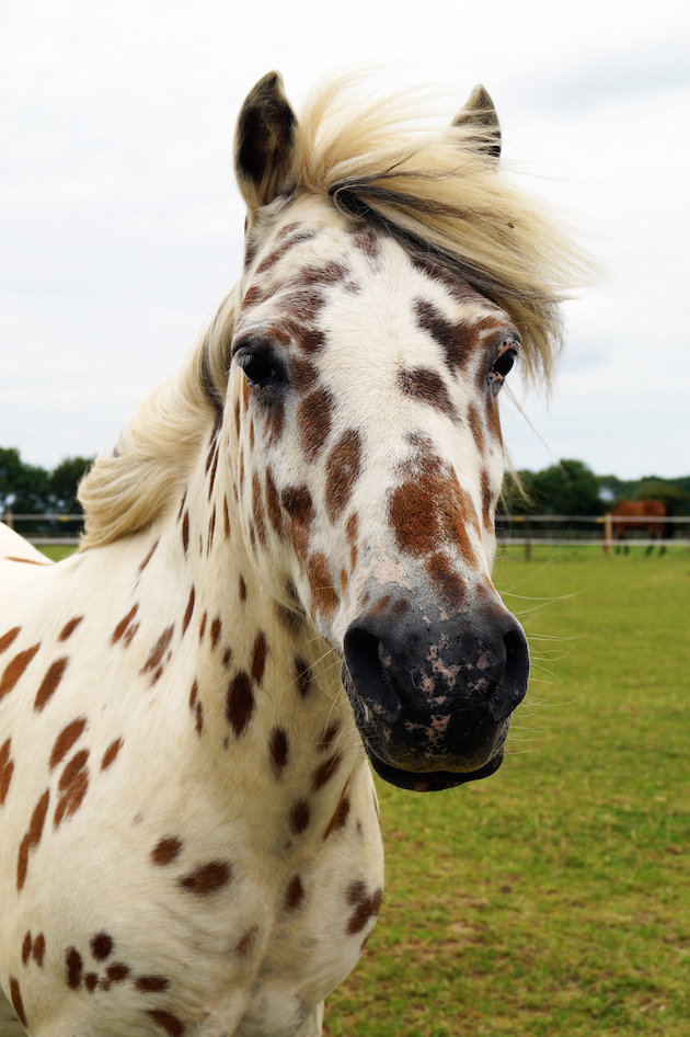 Cookie is Redwings' latest Adoption Star