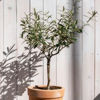 olive tree