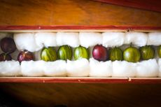 Beautiful fruit at the Egton Bridge Old Gooseberry Show in North Yorkshire. Photo by Andrew Mccaren/LNP/Shutterstock