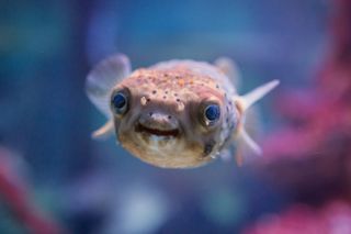 pufferfish