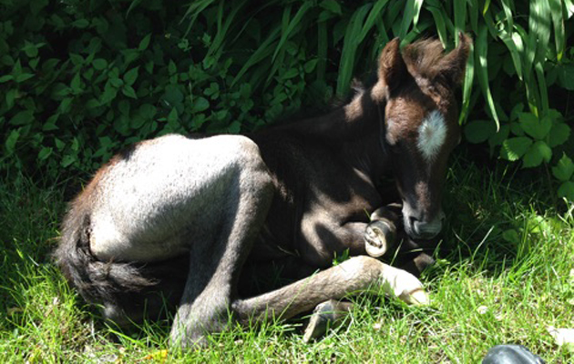 Collapsed-foal-1.jpg