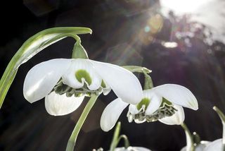 snowdrops