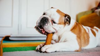 Bulldog eating chew