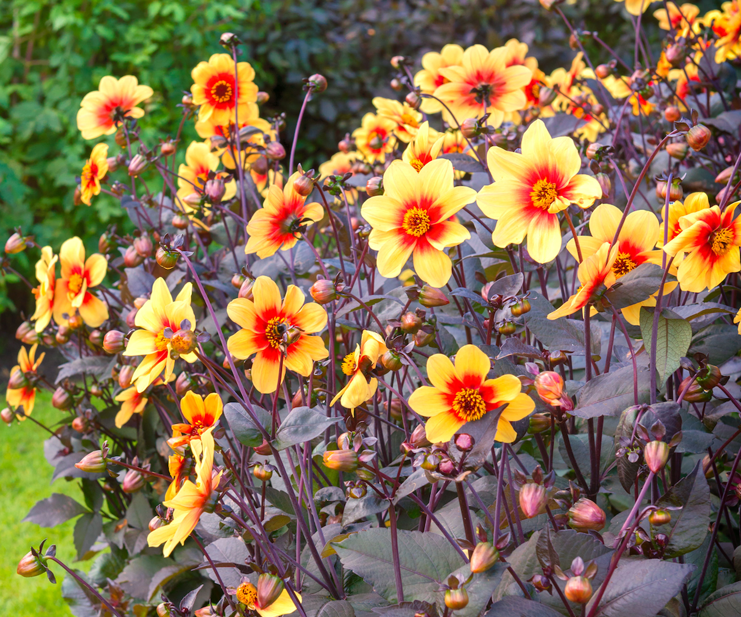 dahlia Moonfire flowers with yellow blooms and dark bronze foliage in garden border