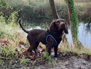 Wilf the cocker spaniel