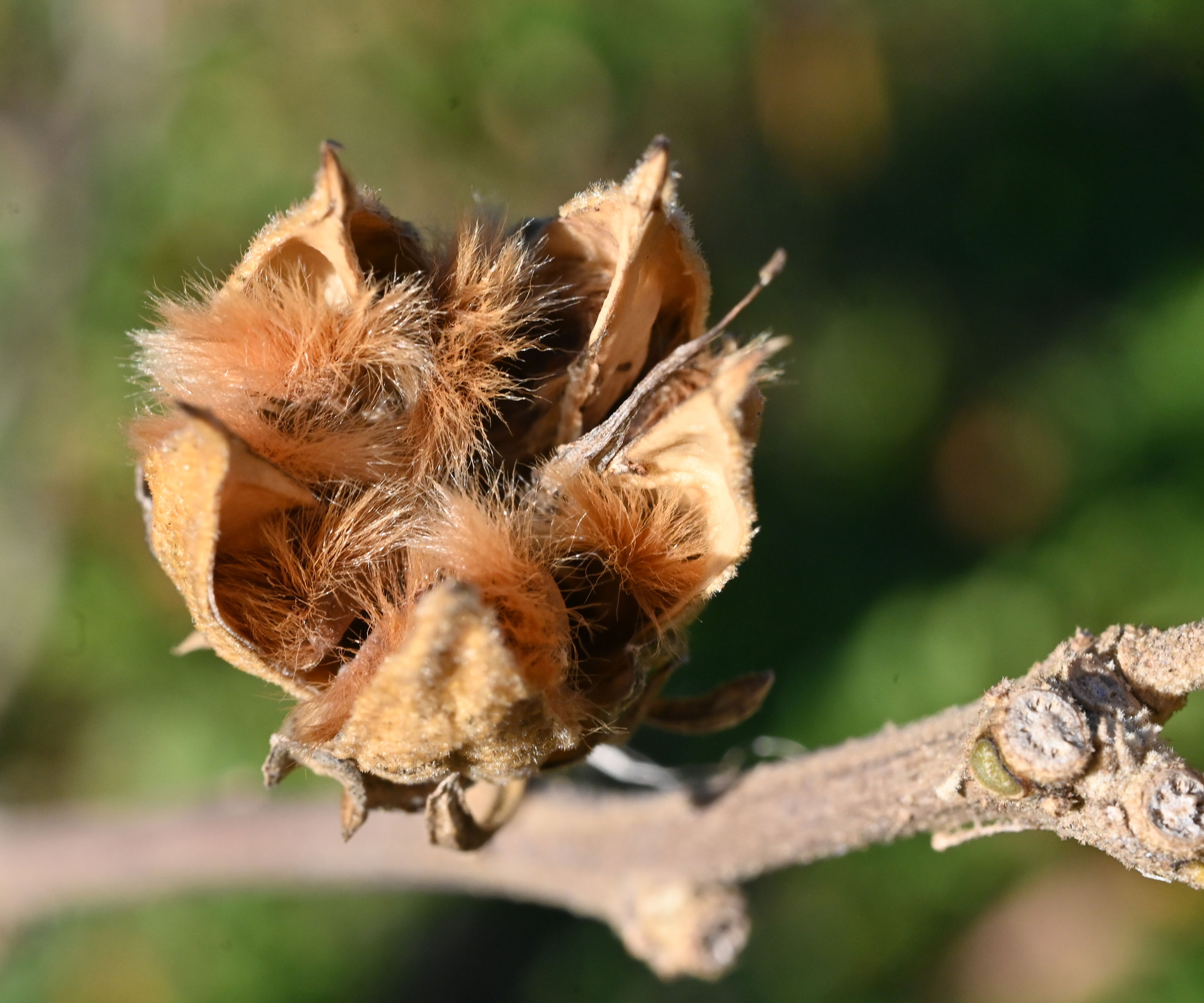 rose of Sharon showing dry seedhead