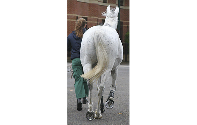 This horse shows grade six-eighths right-hind lameness. He is moving on three tracks and carrying his quarters to the left, with the right hindlimb following the track of the left forelimb. When the right hindlimb lameness was substantially improved by nerve-blocking it became apparent that the horse was also four-eighths lame on the left hindlimb