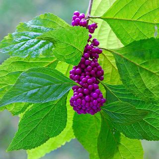 american beautyberry