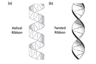 These schematics illustrate the difference between two sperm swimming patterns: helical (left) and twisted (right) ribbons.