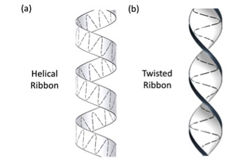 These schematics illustrate the difference between two sperm swimming patterns: helical (left) and twisted (right) ribbons.