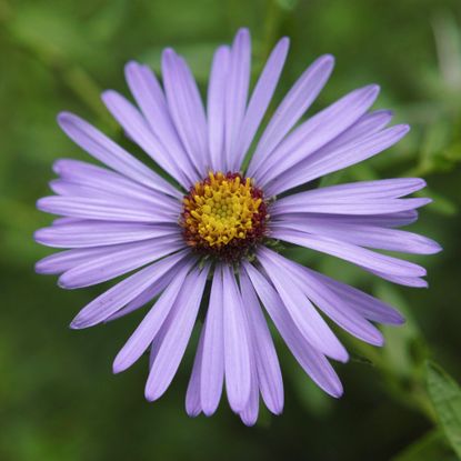 Aromatic Aster, a colorful perennial with blue-purple daisy-like flowers and golden-yellow centers.