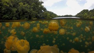 Jellyfish Lake seen from the viewpoint of a camera that is half in the water and half outside. We see dozens of yellow jellyfish in the water.