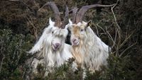 Goats