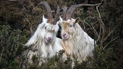 Goats