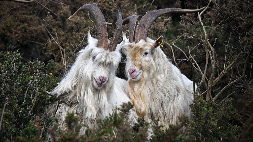 Goats