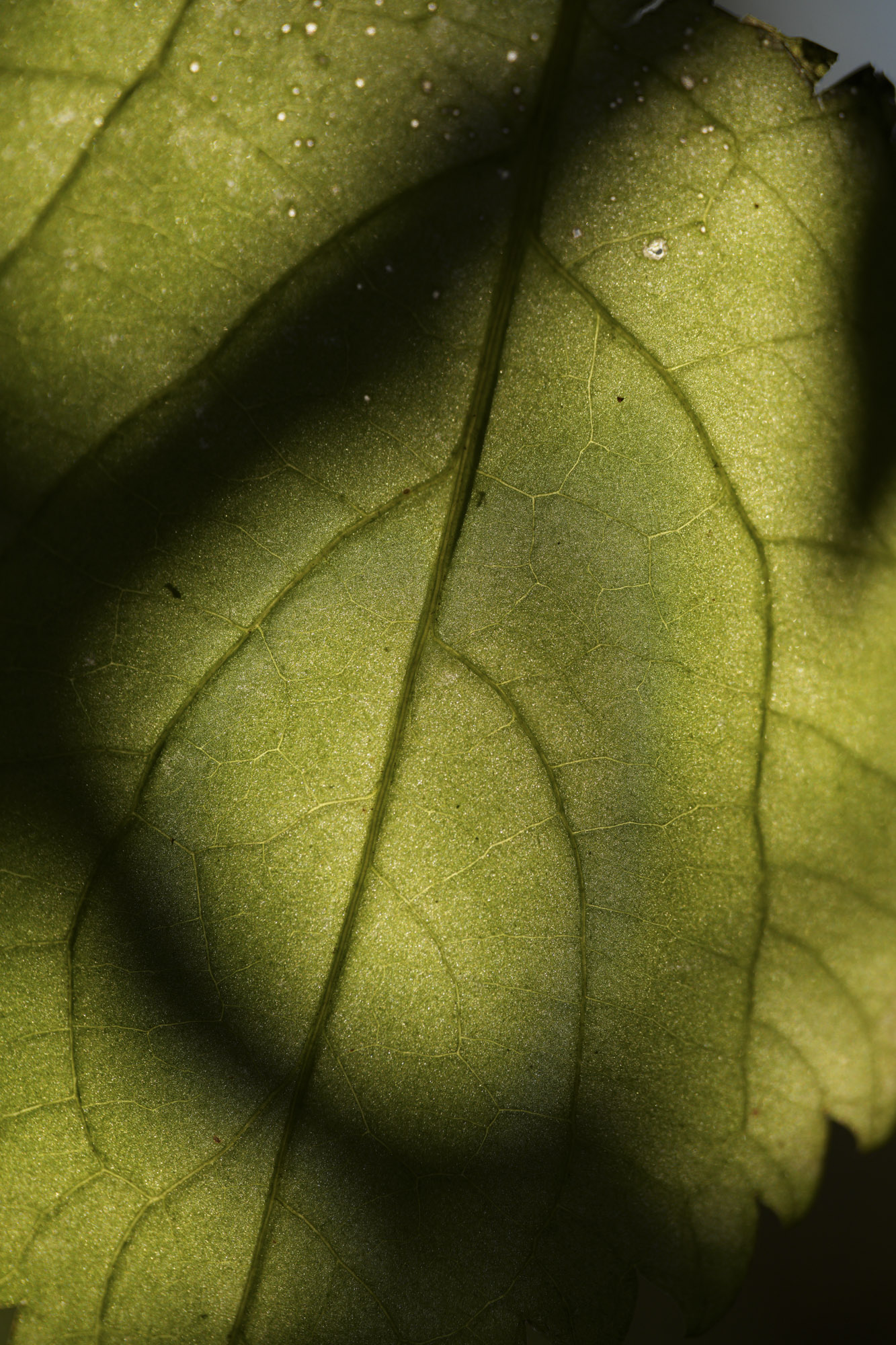 A test shot with the Sony FE 100mm f/2.8 Macro GM OSS showing its macro capabilities on some outdoor subjects