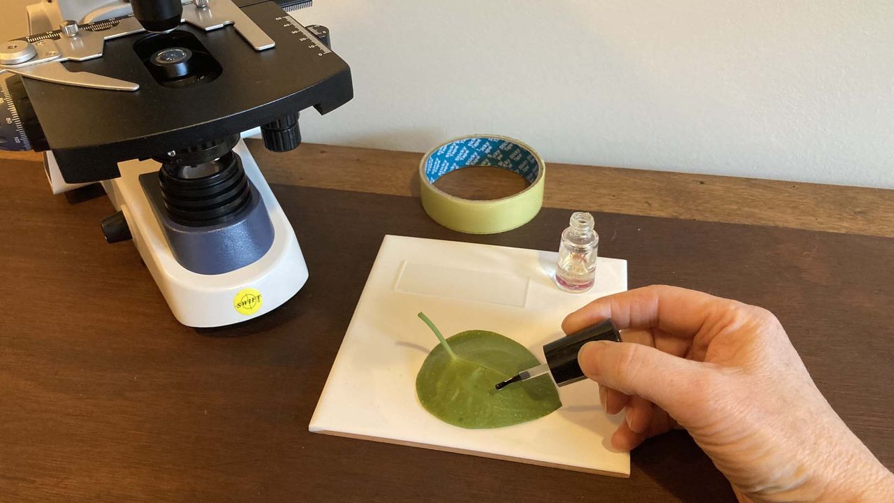leaf under a microscope