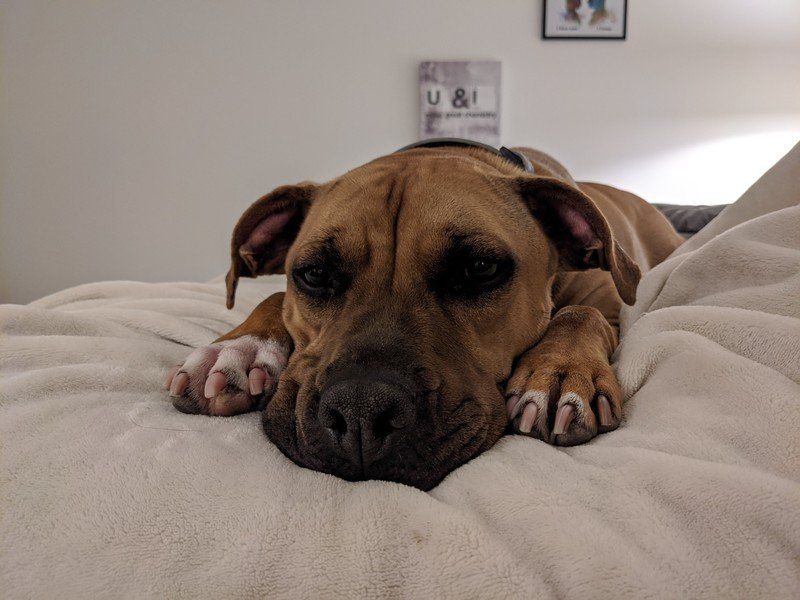 A picture taken with the Pixel 4