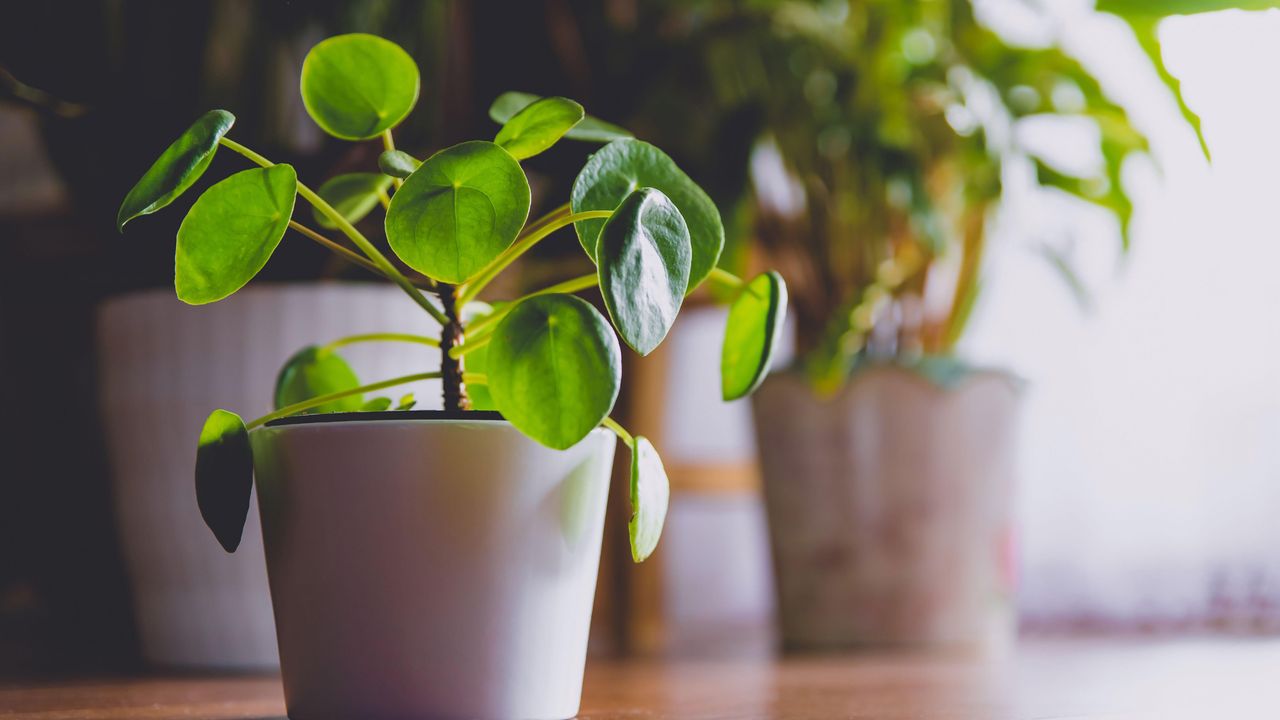 Pilea Peperomioides, known as the Pilea or Chinese money plant