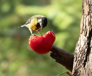 Cute little great tit bird pecking at a juicy red apple on the branch of a tree in the woodland