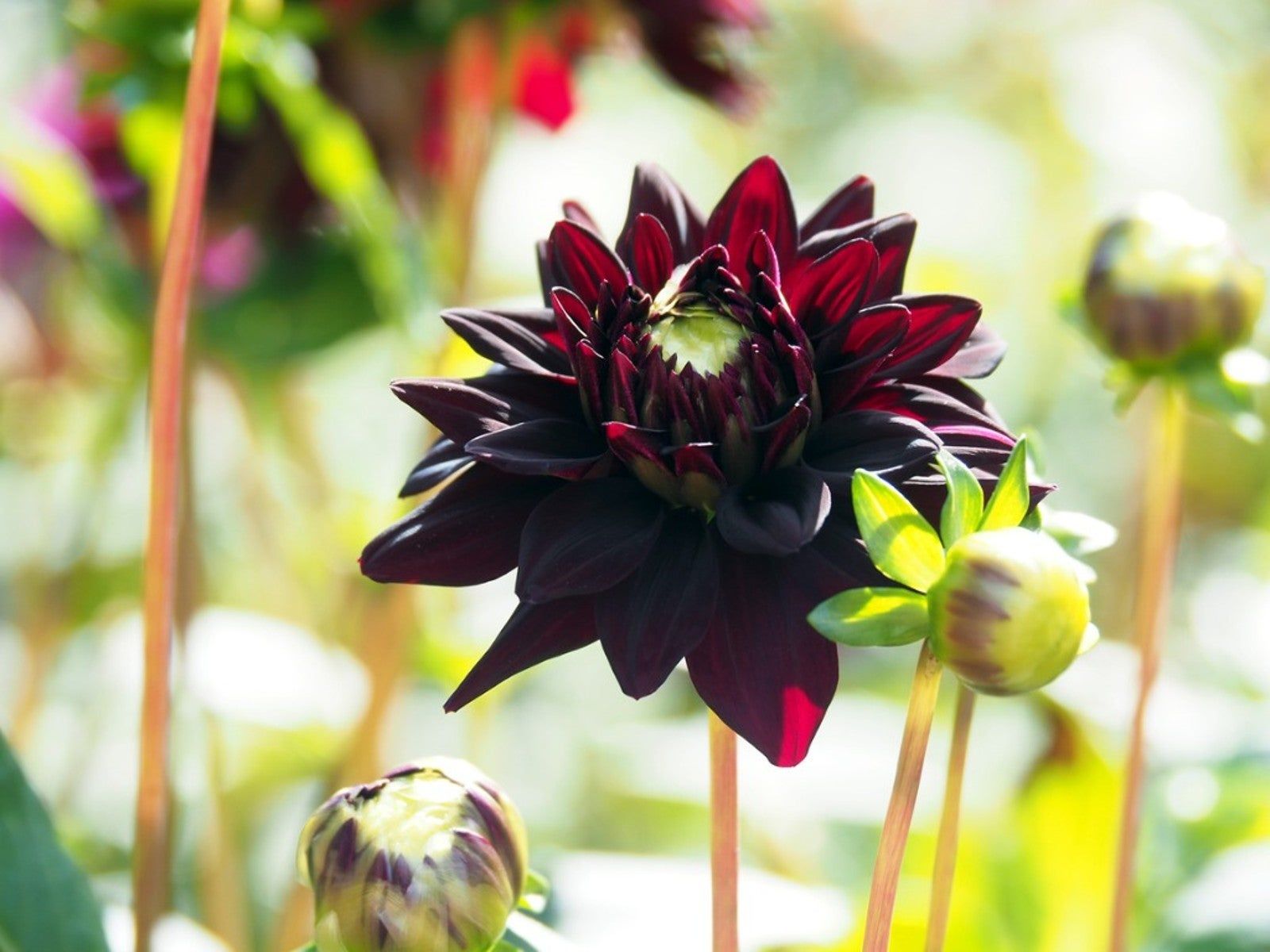 Growing Black Dahlia Flowers In The Garden | Gardening Know How