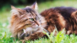 Maine Coon cat