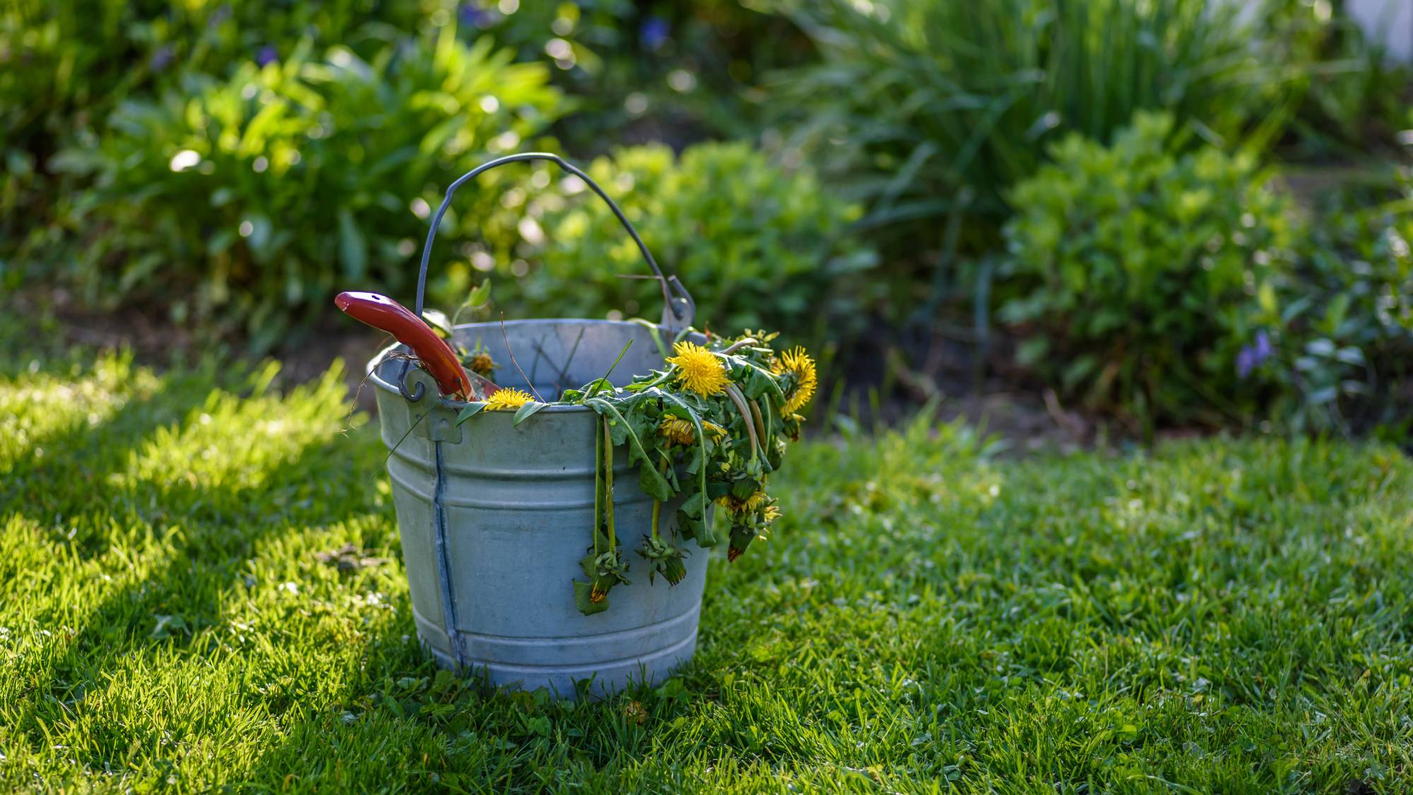 Dandelions in bucket in garden