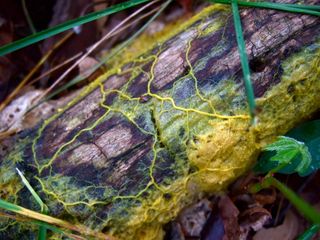The slime mold Physarum polycephalum develops a network of interconnected tubes as it explores the environment for food. An algorithm inspired by its growth patterns enabled astronomers to see the structure of the cosmic web that connects all galaxies.