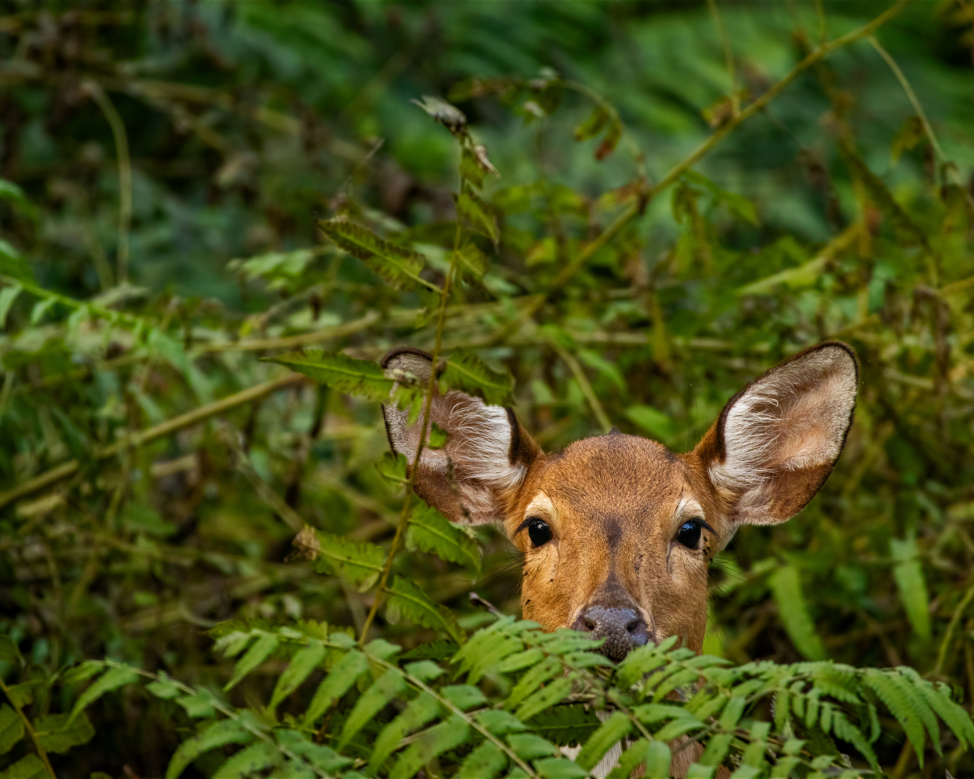 Deer hiding in ferns
