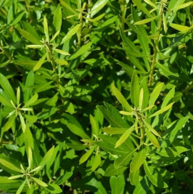 Bayside Bonito&amp;reg; Southern Wax Myrtle - Myrica Cerifera - 4" Pot
