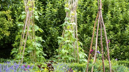 runner beans growing up wooden canes in a vegetable garden
