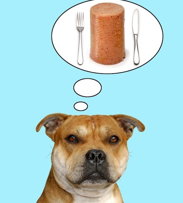 dog thinking of food