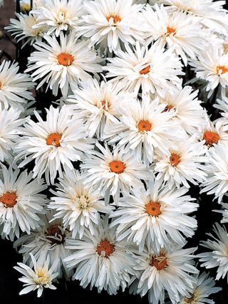 Shasta Daisy, Crazy Daisy