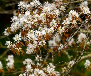 serviceberry shrub showing white flowers